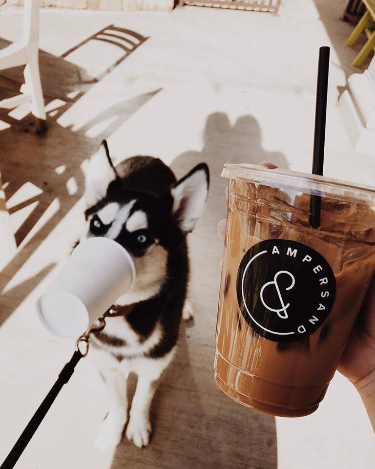 A person holding up a cup of coffee with a husky dog in the background.