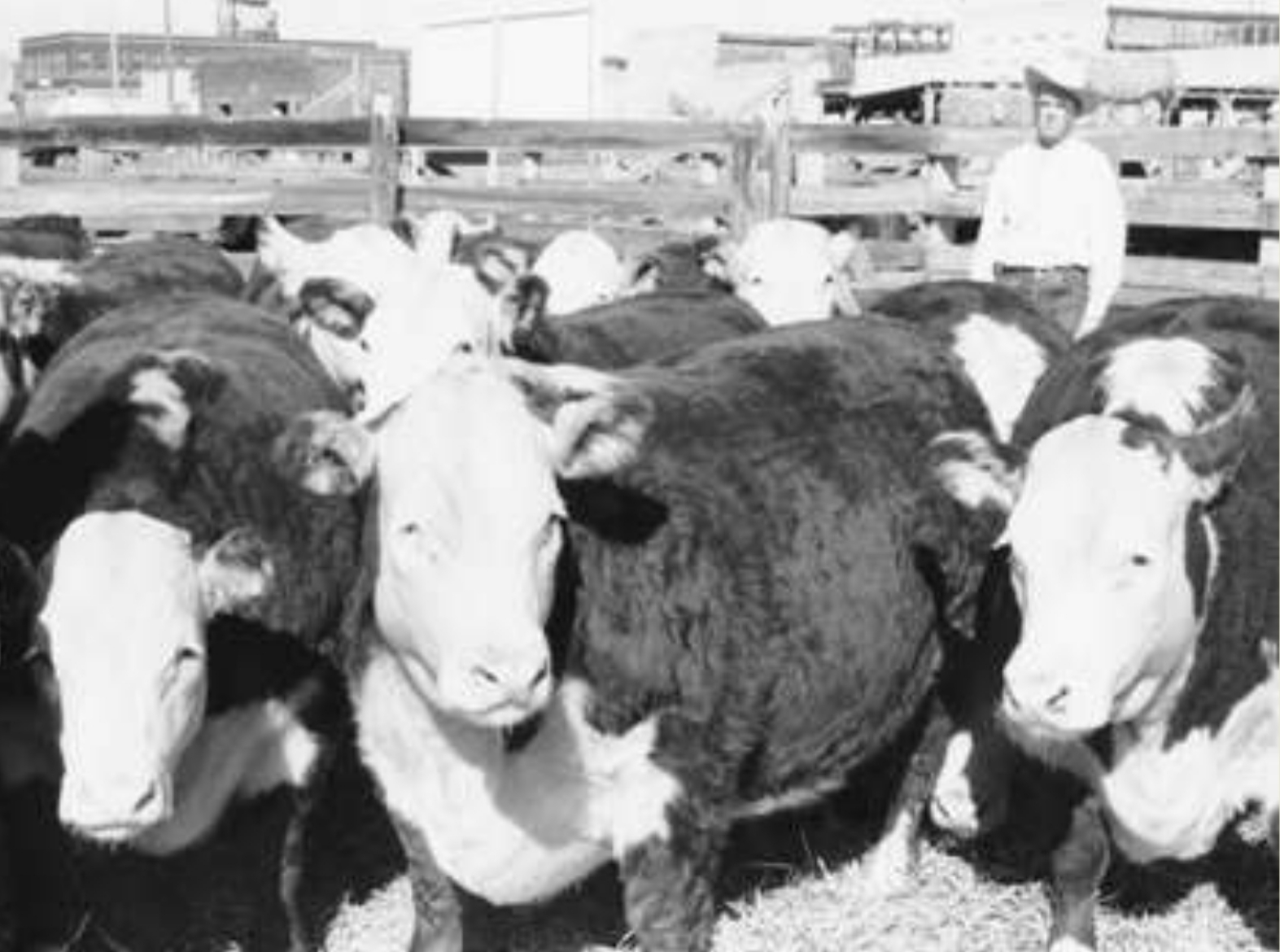 A herd of cattle in an enclosure with men standing around.