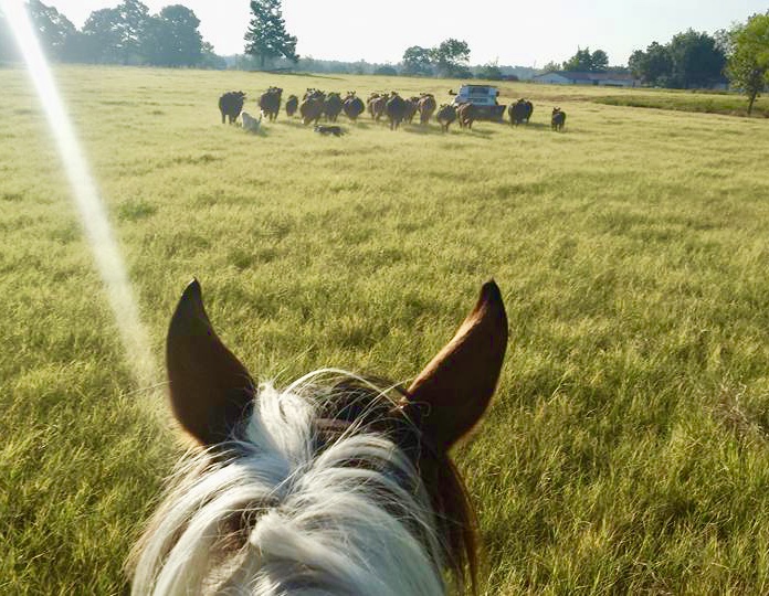 A herd of sheep grazing in the middle of an open field.