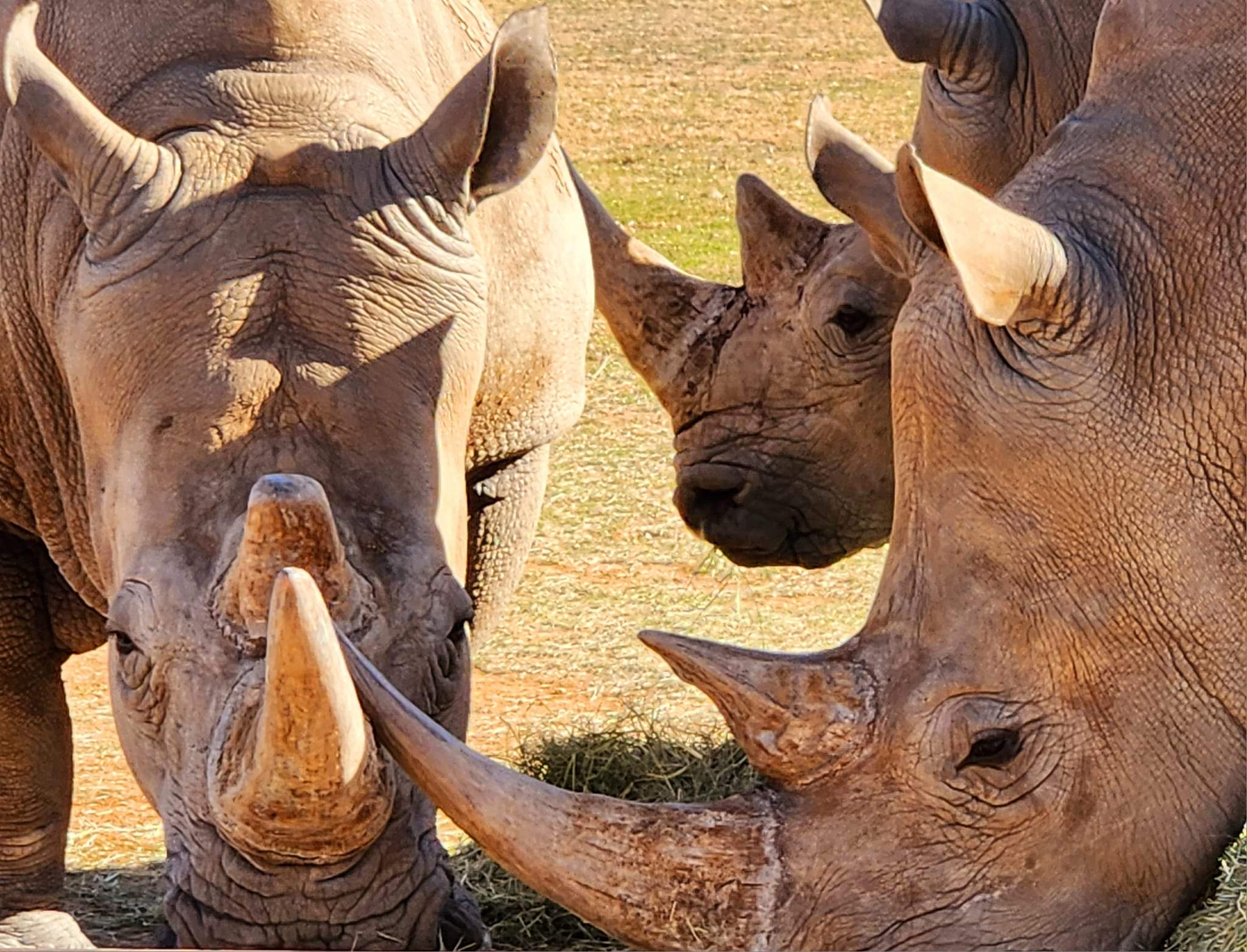 A group of rhinos standing next to each other.